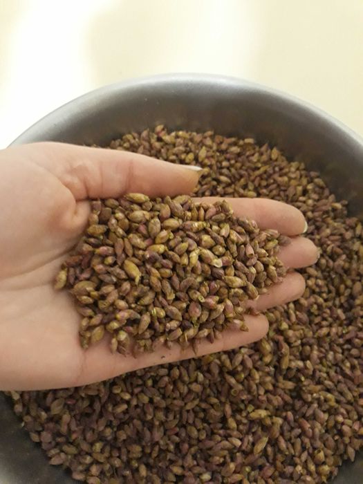 Продам бруньку смородини