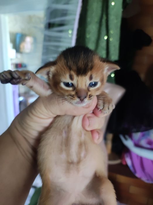 Котята аббіссінські
