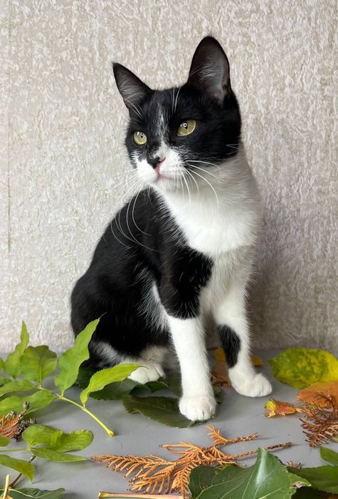 Отдам_ кошки_ котята_ анфиса