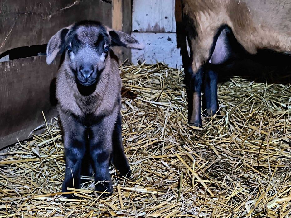 Owce barbados. Matki z młodymi.