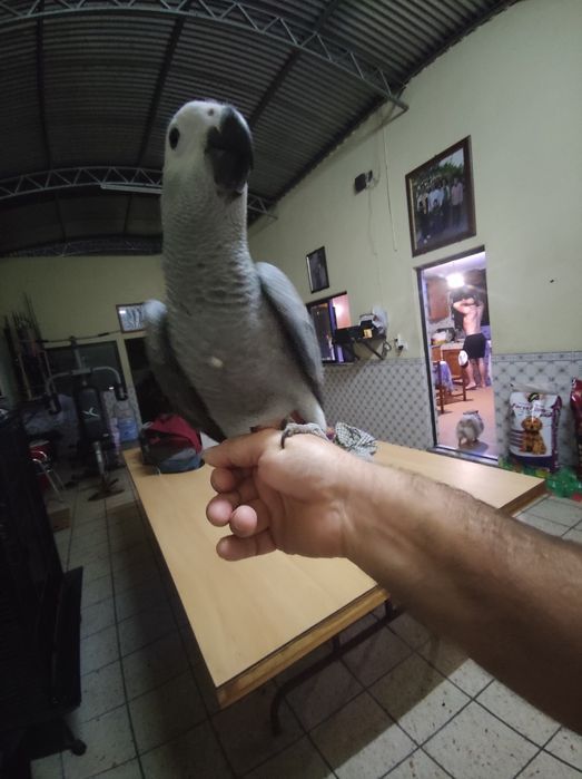 Papagaio cinzento de cauda vermelha bebé disponível para acabar de criar a mão
