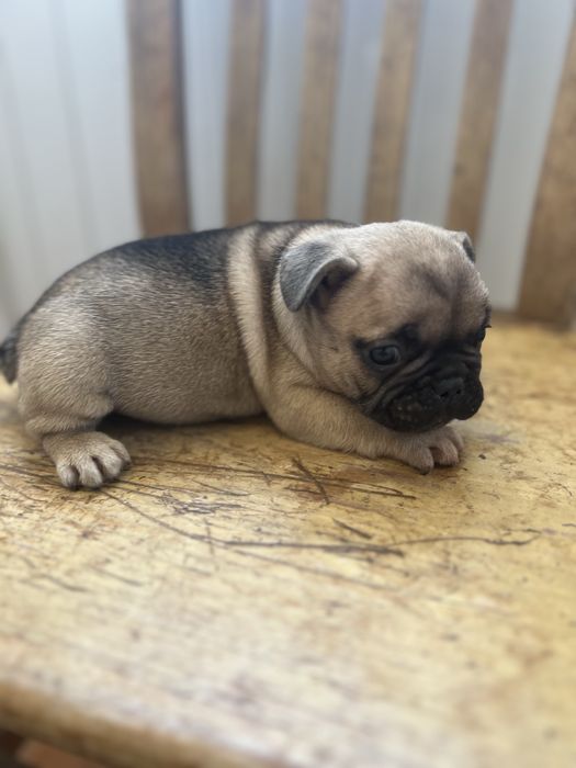 Bulldog frances  macho top