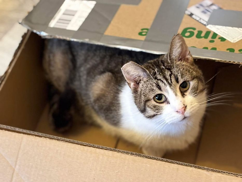 Maksym - kocurek do adopcji!