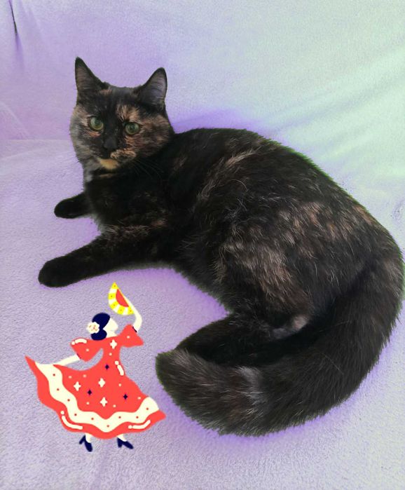 Стерилізована Сальма - кошеня-підліток (6 міс.) в добрі руки!