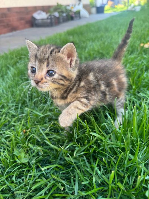 Котята