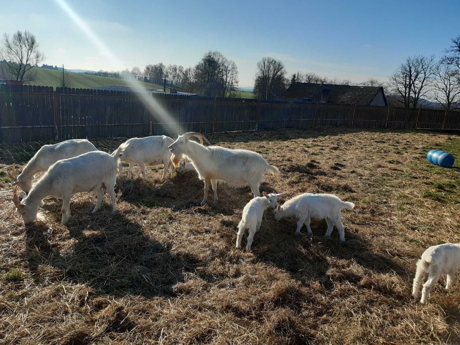 Młode Kozy Saaneńskie wysoce mleczne