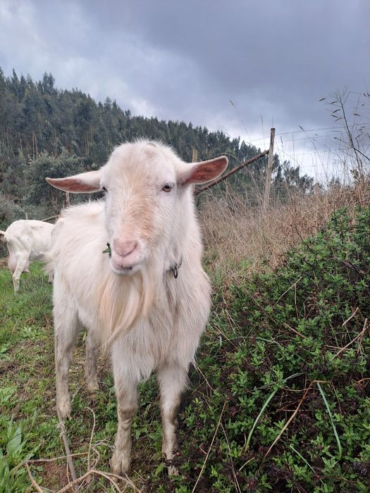 Bode Sannen com 3 anos bom reprodutor