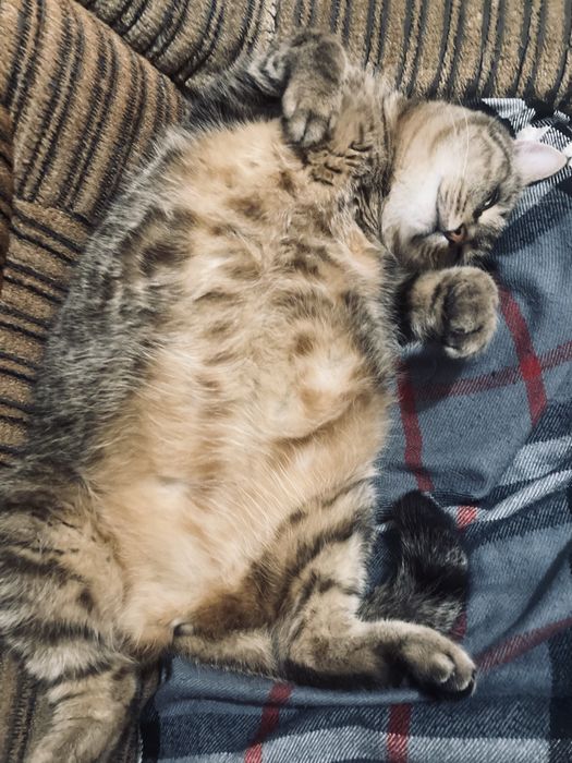 Отдам  бесплатно