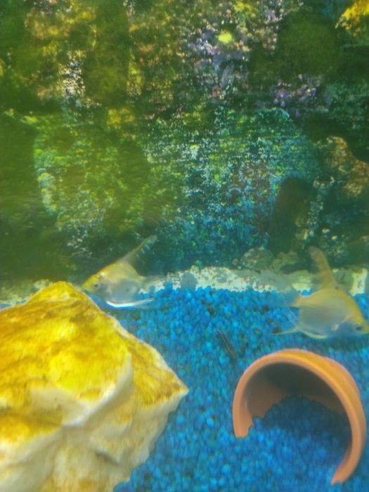 Vários peixes aceito troca