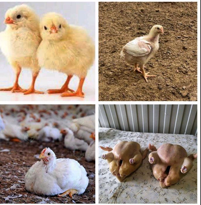 Курчата  Бройлер