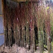 Продам недорого саджанці крупної вишні