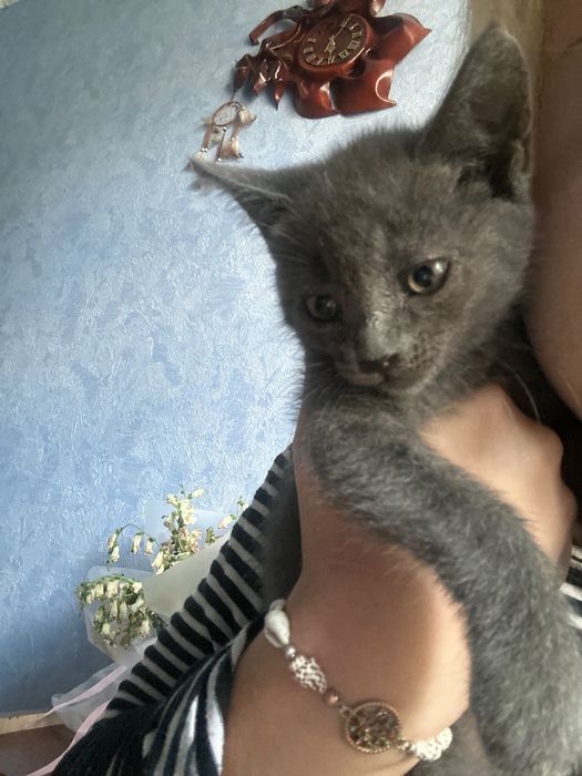 кошенятко в добрі руки