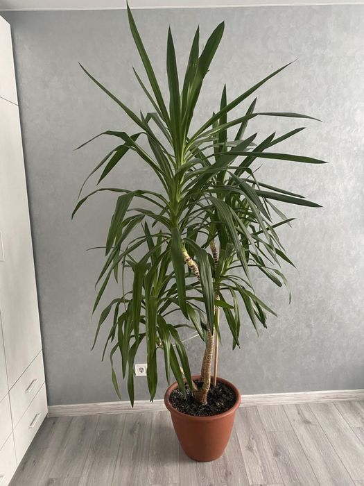 Вазонок. Юкка вазонок, високий, доглянутий