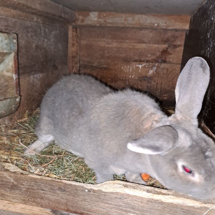 Samiec rex i młode mieszańce