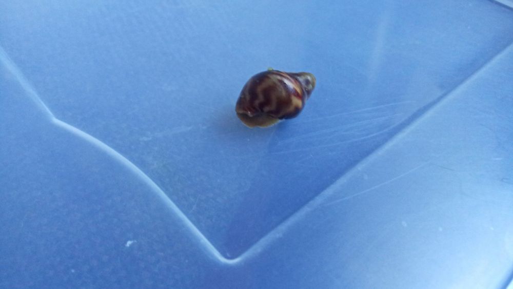 Равлики.Ахатин.ретики