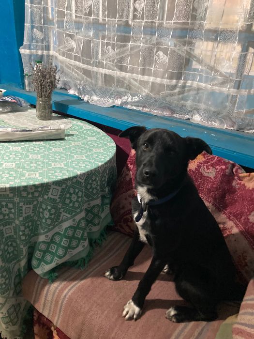 Віддам в хороші руки  прекрасного собачку, хлопчик 1 рік