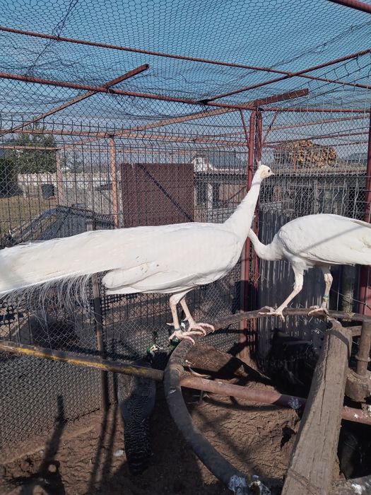 Paw szmaragdowy, samica z maja tego roku