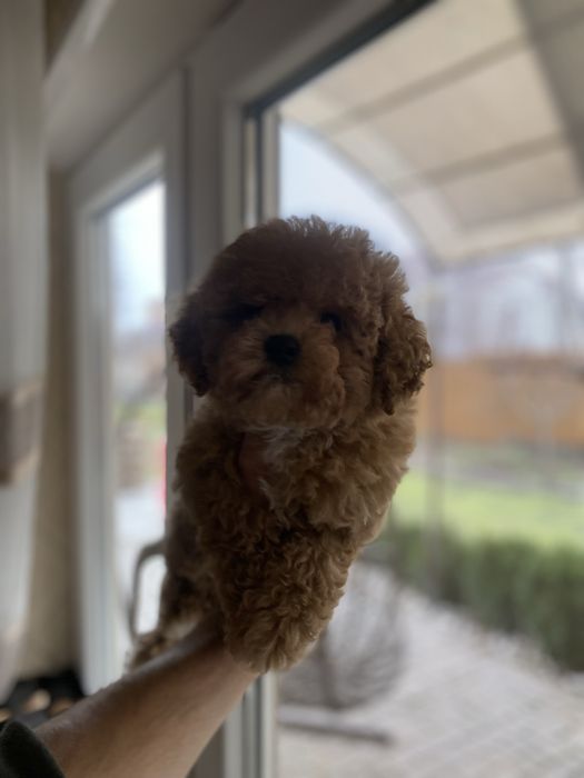 Дівчинка мальтіпу