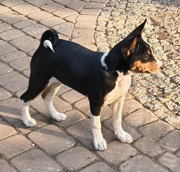 Basenji szczenię FCI