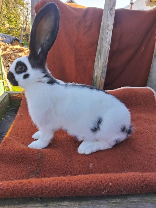 Німецький строкатий велетень,німецький строкач,кролі,кролики.