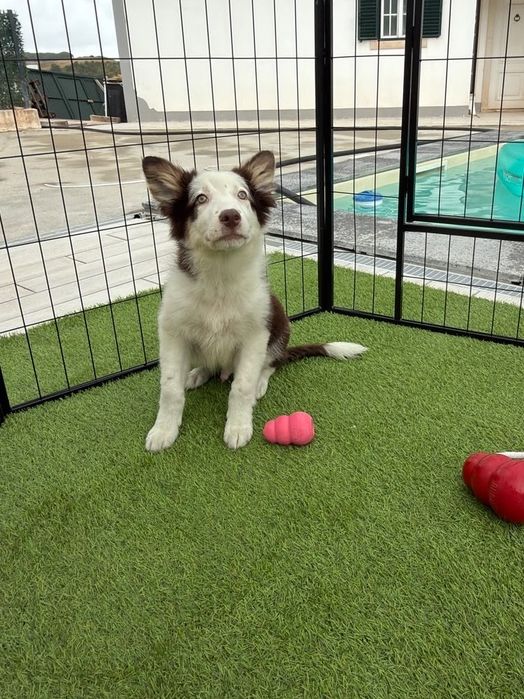 Border collie chocolate top