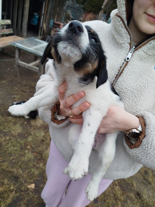 Szczeniaki 2 samce 4 suczki