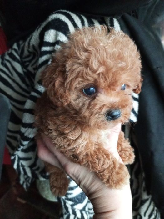 Пупсяшні мікро діткиF2.