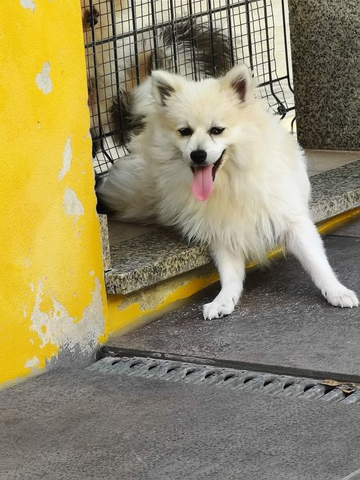 Spitz alemão menino