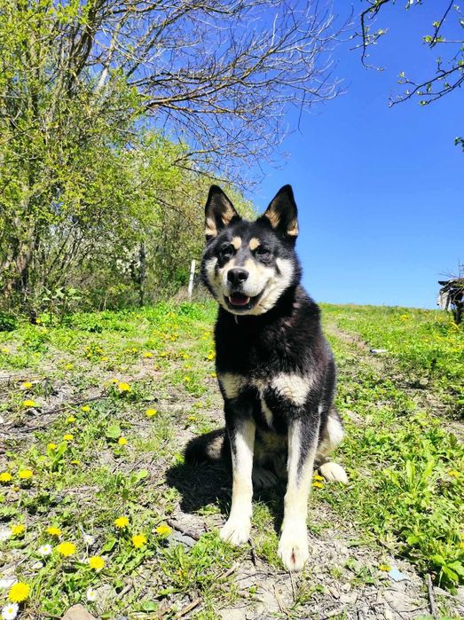 Zaginął pies w typie Husky