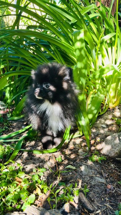 Szpic miniaturowy pomeranian piesek czarny