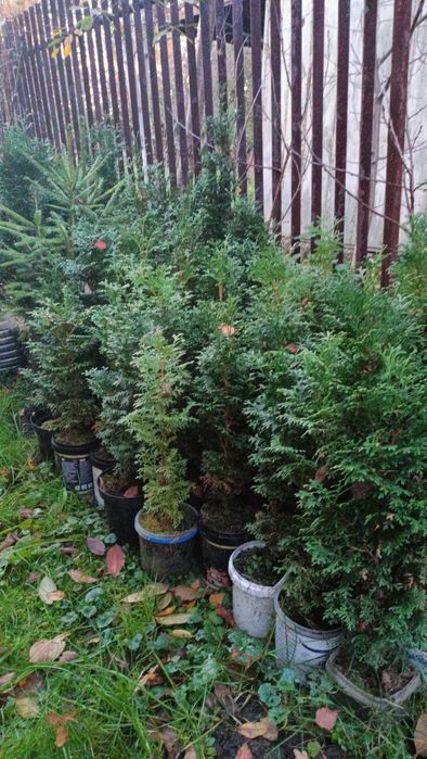 Туя 40 см кожна 11-та в подарунок