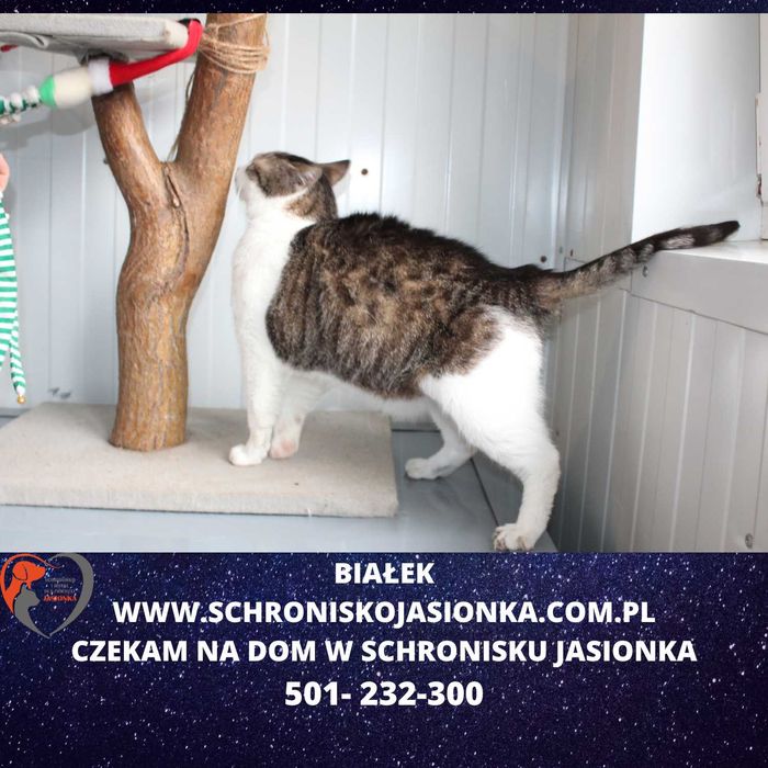 Białek do adopcji