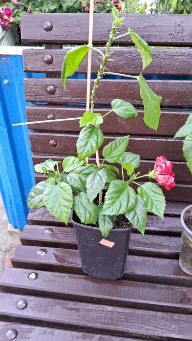 Кімнатний гібіскус махровий китайська роза троянда