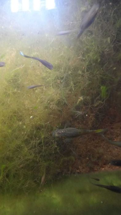 Packs de guppies