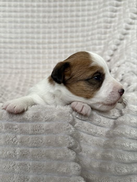 Jack Russell Terrier-piesek ZKwP