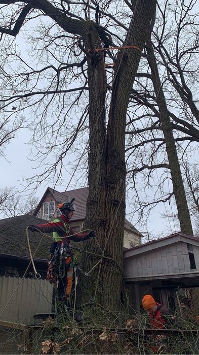Кронування дерев|Видалення дерев|Чистка сосен|Зріз дерев|Арбористика