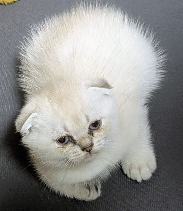 шотландські котята
