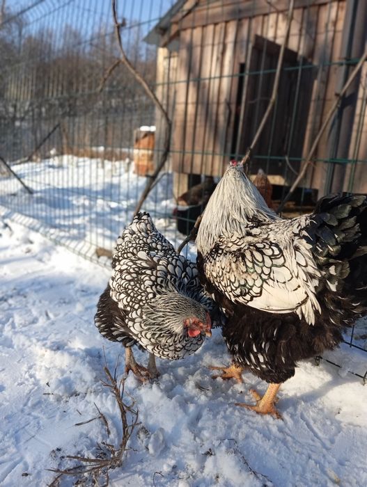 Віандот срібло інкубаційні яйця