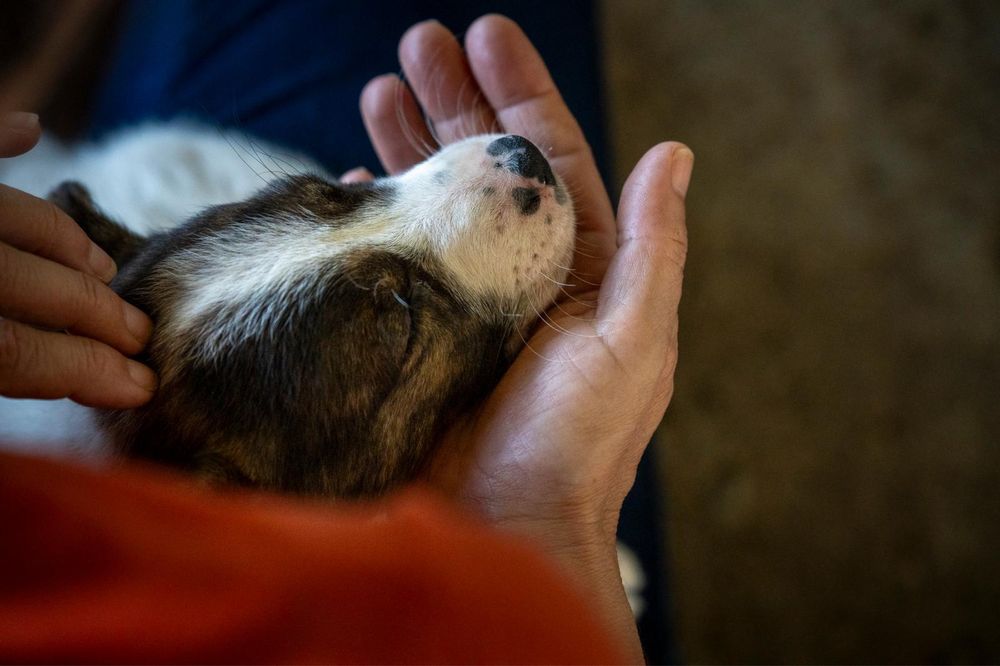 6 cachorros com 2 meses procuram família para a vida