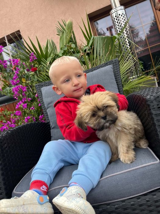 Piesek lhasa apso wyjątkowej urody
