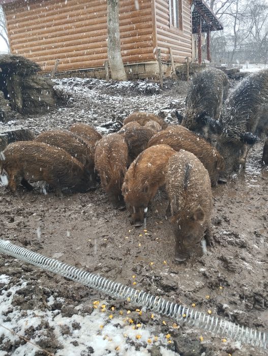 Продаються дорослі самки, кабан