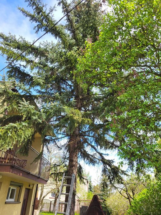 WYCINKA DRZEW - karczowanie , czyszczenie działek. Szybko i solidnie.