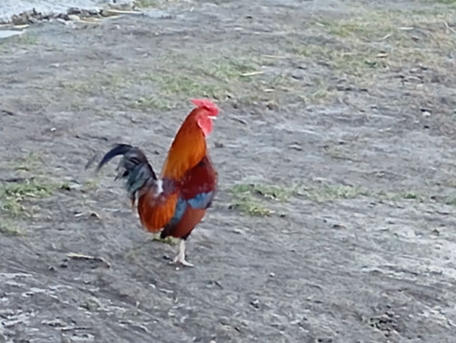 Kury, koguty  ozdobne miniaturki