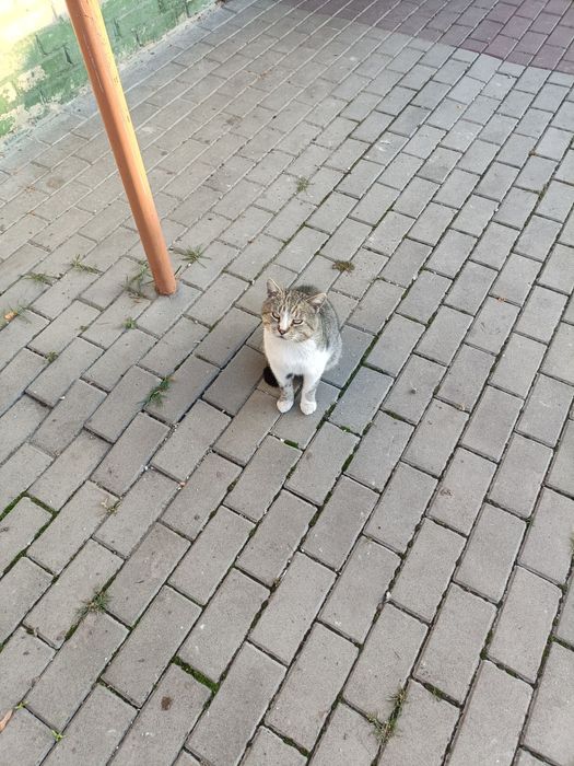 Котик шукає люблячу сім'ю