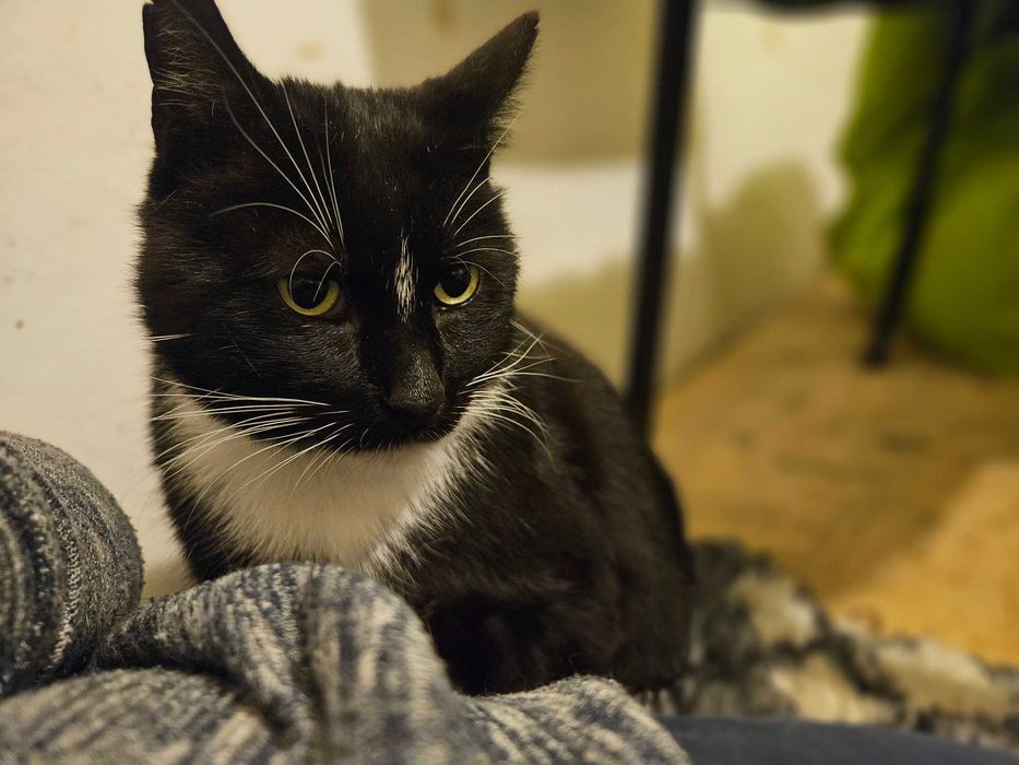 Irysek, 2 letni do adopcji