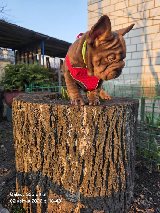 Красунчик хлопчик