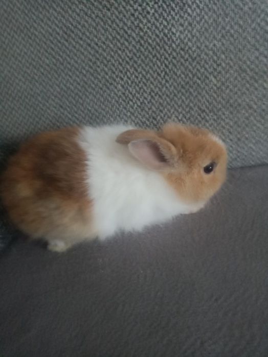 Króliczki miniaturki
