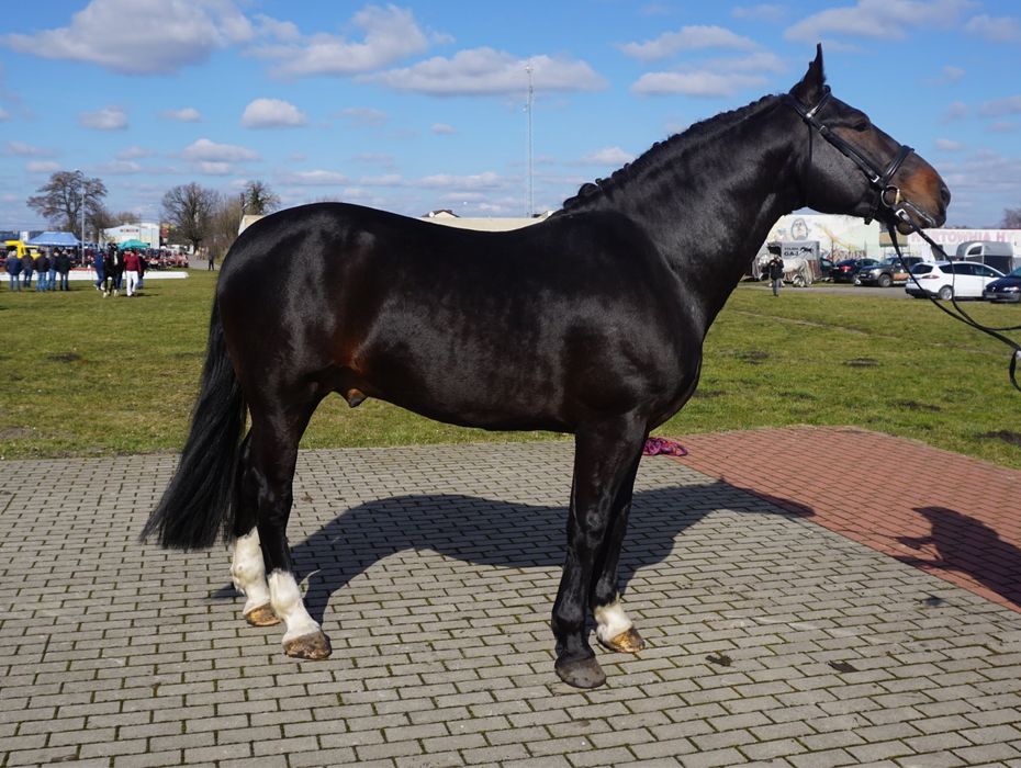 ogier śląski z licencją Dantes ŁL