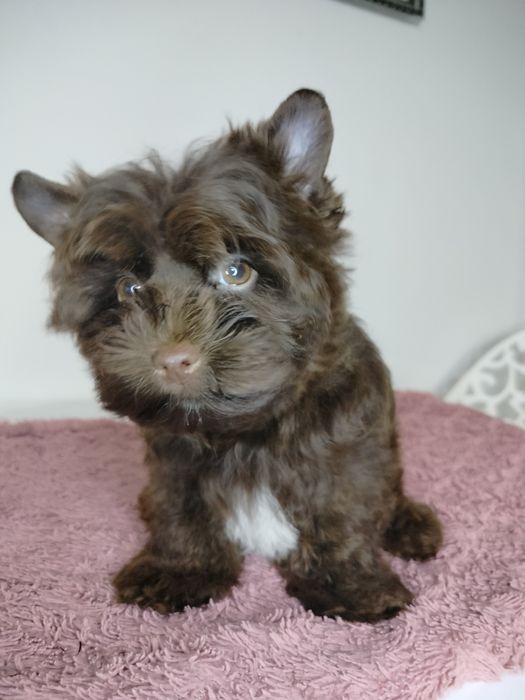 Yorkshire Terrier, choco, piesek