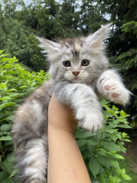 Maine coon kotka FPL